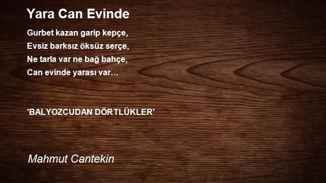 Mahmut Cantekin