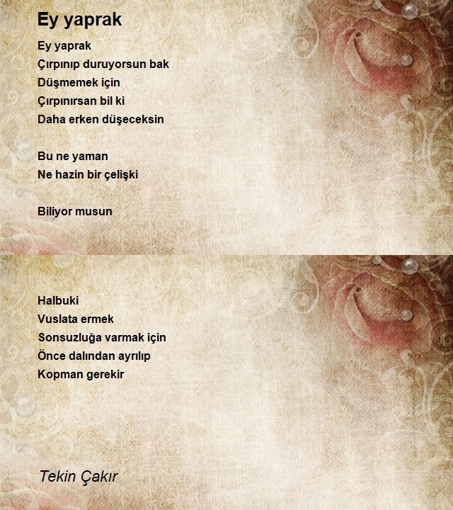 Tekin Çakır